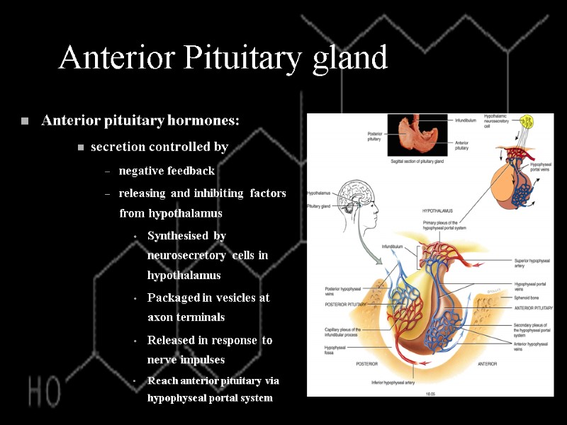 Anterior Pituitary gland Anterior pituitary hormones: secretion controlled by negative feedback releasing and inhibiting
